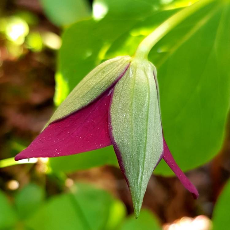 Plant image Trillium erectum