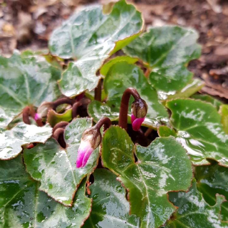 Plant image Cyclamen persicum