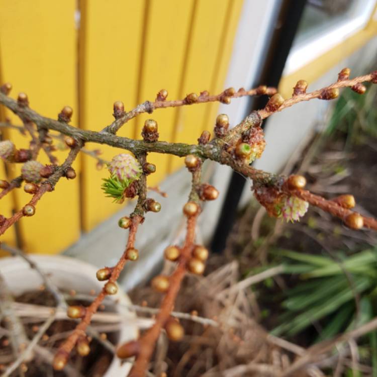 Plant image Larix