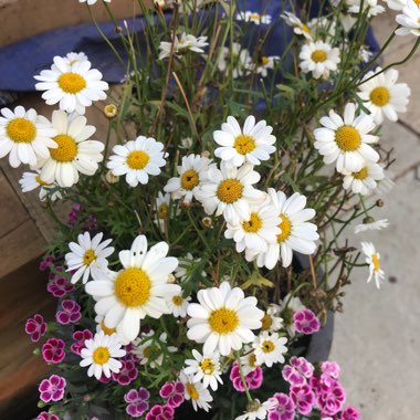 African daisy ' Marguerite White'