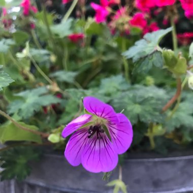 Cranesbill 'Sweet Heidy'