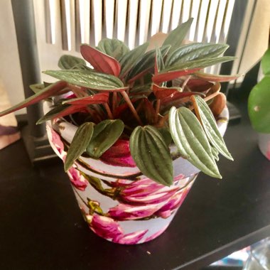 Peperomia 'Rosso'