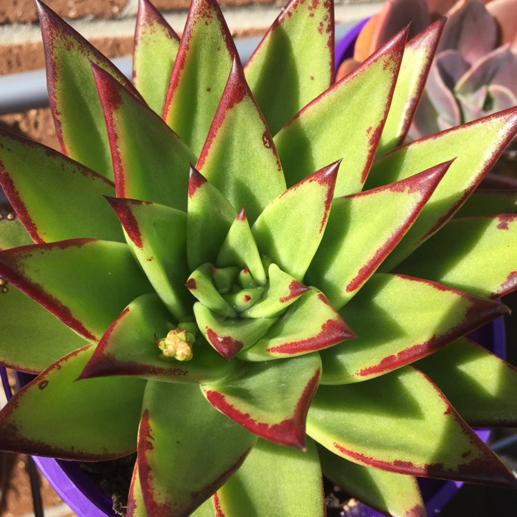 Plant image Echeveria Agavoides Corderoyi