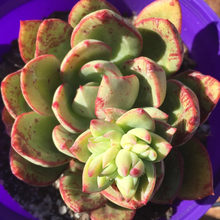 Plant image Echeveria Bella Rouge