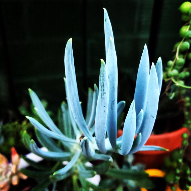 Plant image Senecio 'Giant Chalk Sticks'