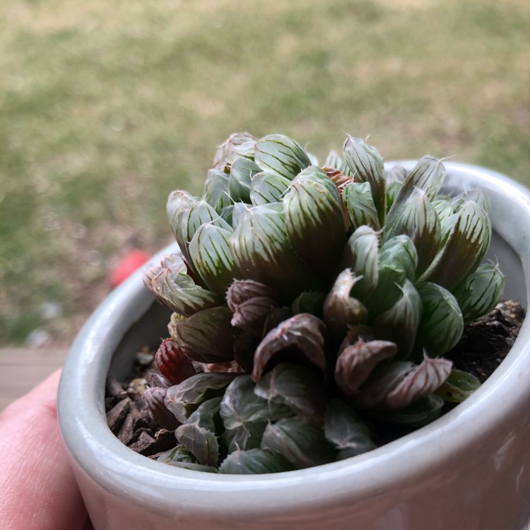 Plant image Haworthia Mirrorball