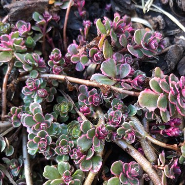 Sedum Spurium Tricolor