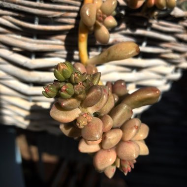 x Graptosedum Bronze