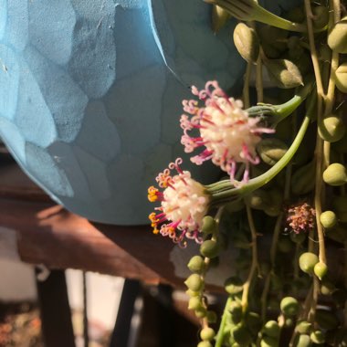 Senecio rowleyanus variegata