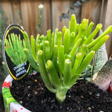 Crassula ovata 'Lady Fingers'