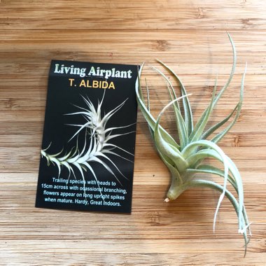 Tillandsia albida