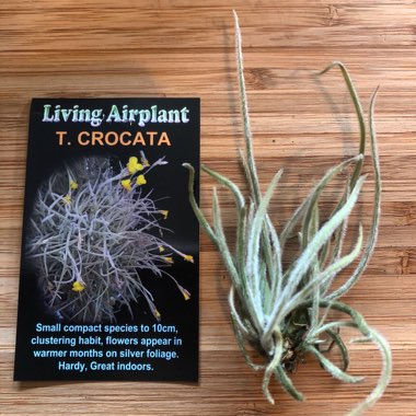 Tillandsia crocata