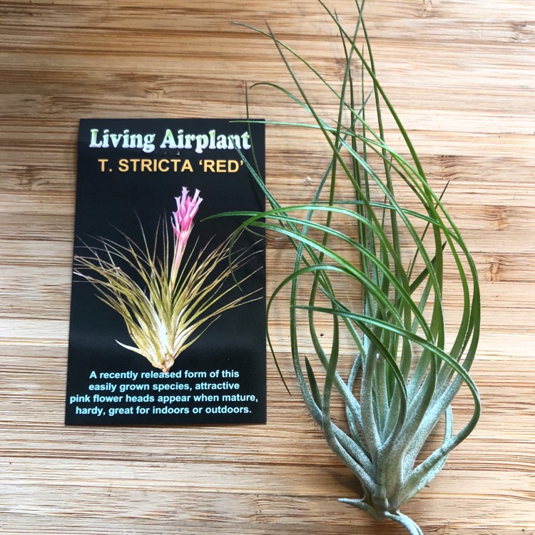 Plant image Tillandsia stricta