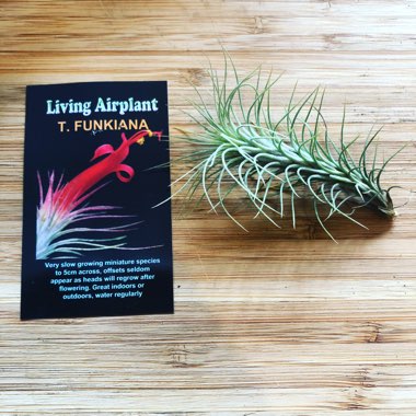 Tillandsia funckiana