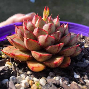 Echeveria Shamrock