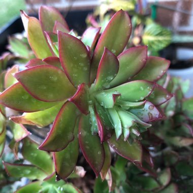 Aeonium Decorum