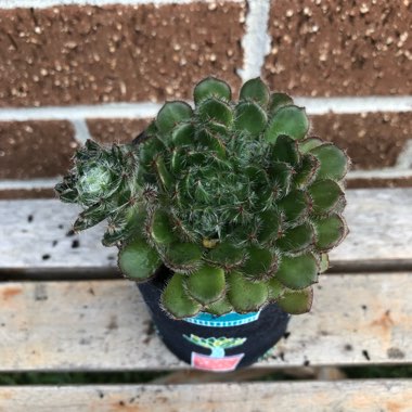 Echeveria Setosa var. Ciliata