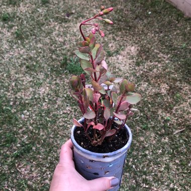 Kalanchoe manginii 'Mirabella'