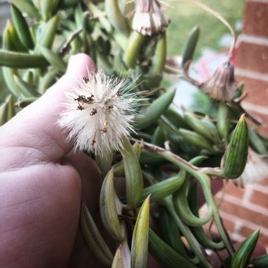 Senecio Radicans Glauca