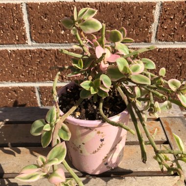 Aptenia cordifolia Variegata