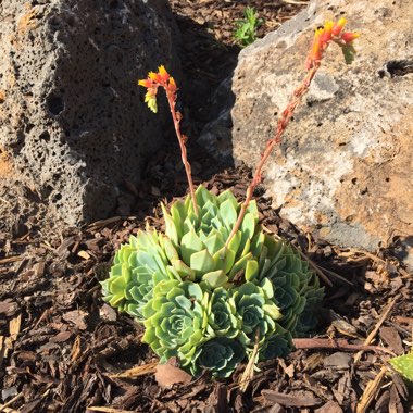 Echeveria Secunda