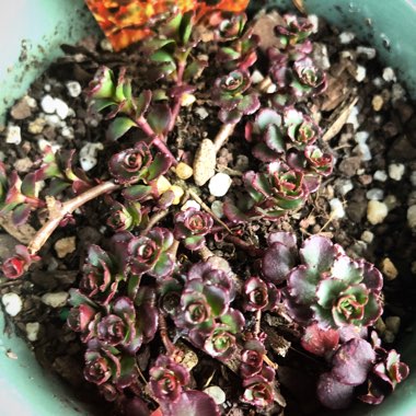 Sedum Spurium Schorbusers Blut