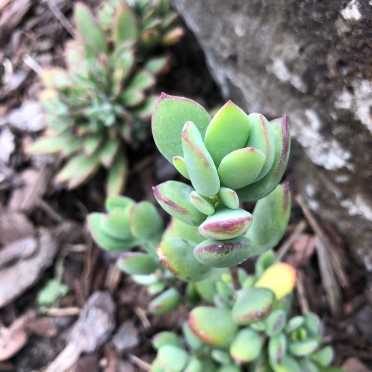 Plant image Cotyledon pendens