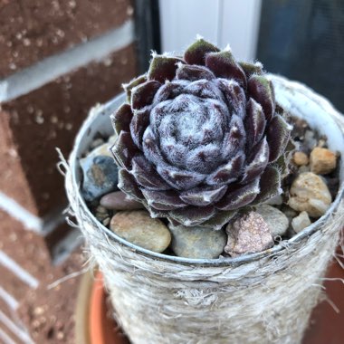 Sempervivum Icicle