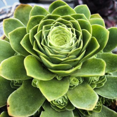 Aeonium Aureum