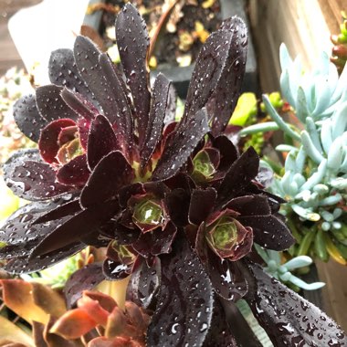 Aeonium Arboreum Zwartkop