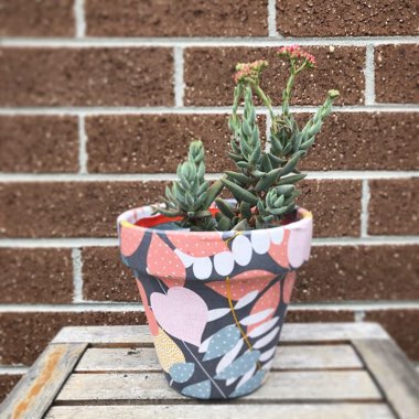 Crassula 'Surprise Party'