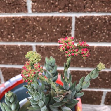 Crassula 'Surprise Party'