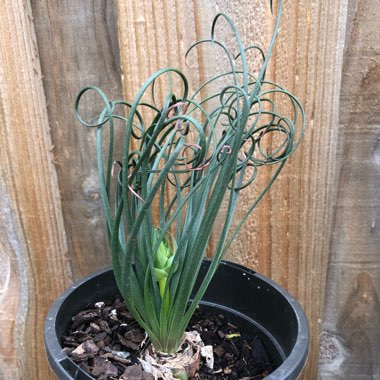 Albuca spiralis 'Frizzle Sizzle'