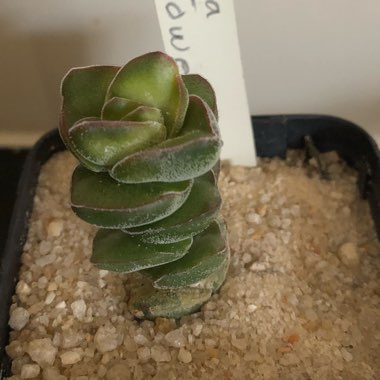 Crassula Jade Tower