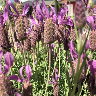 Lavandula 'Avonview'