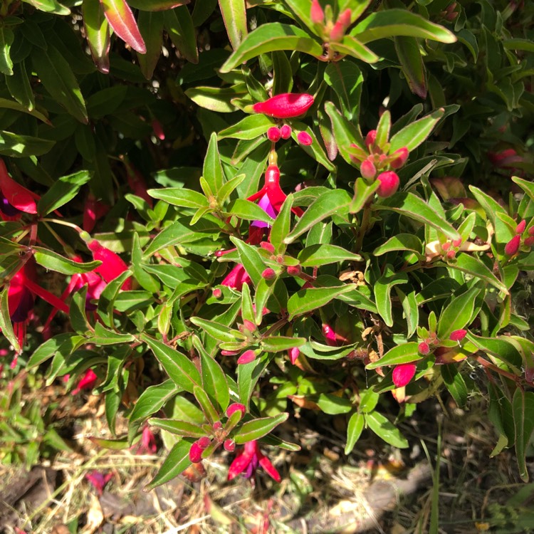 Plant image Fuchsia magellanica 'Electric Lights'