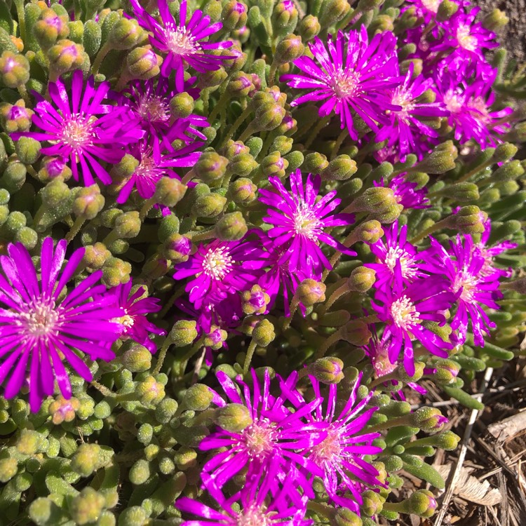 Plant image Mesembryanthemum spectabile syn. Lampranthus spectabilis 'Violet'