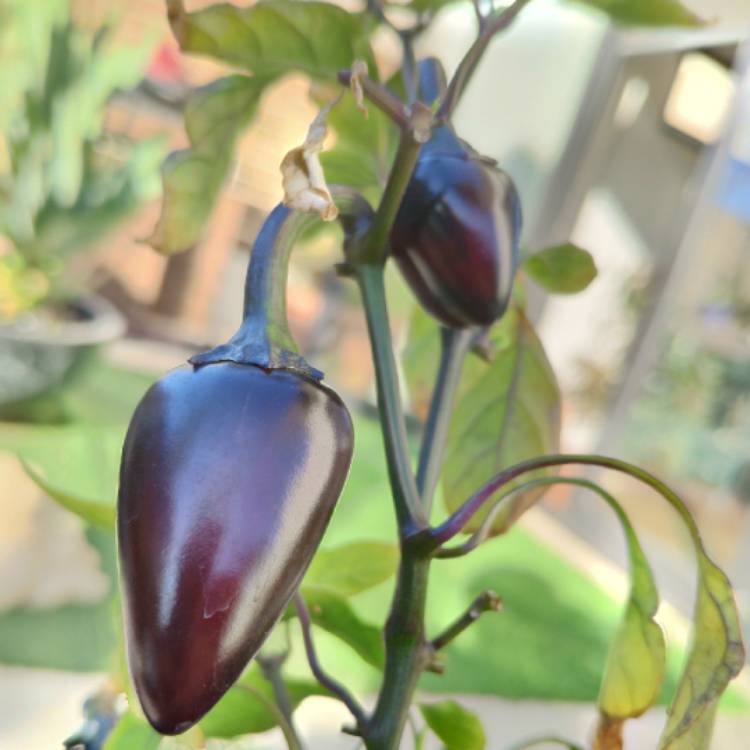 Plant image Capsicum Annuum 'Purple Tiger'