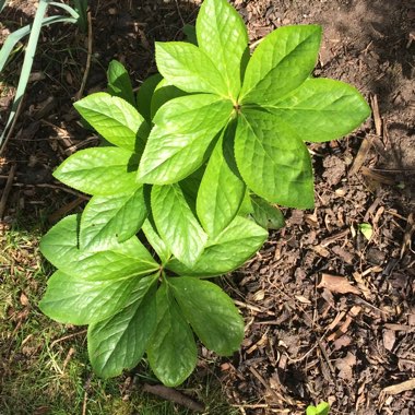 Helleborus