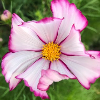 Cosmos Bipinnatus 'Candy Stripe'