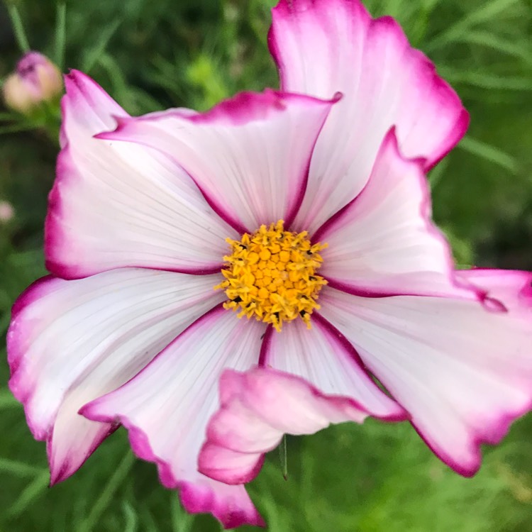 Plant image Cosmos Bipinnatus 'Candy Stripe'