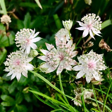 Astrantia major 'Pink Pride'