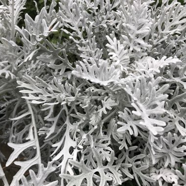 Dusty Miller