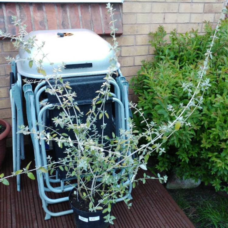 Plant image Teucrium fruticans 'Compactum'