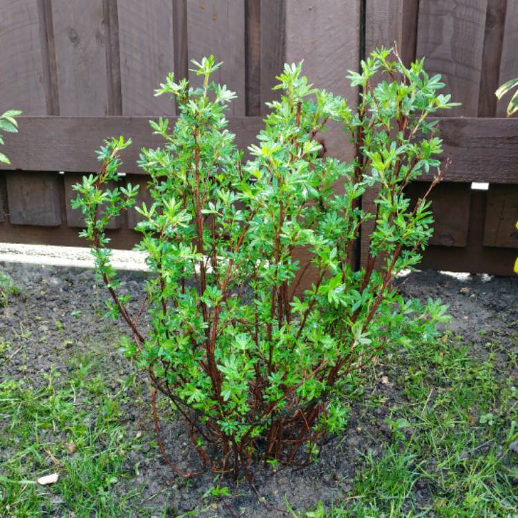 Plant image Potentilla fruticosa 'Goldfinger'