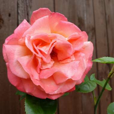 Rose 'Troika' (Hybrid Tea)