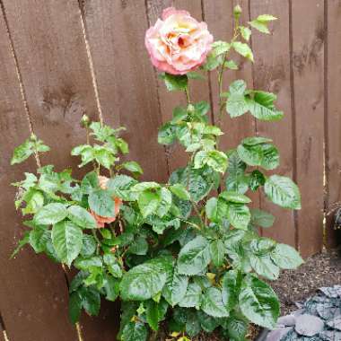 Rose 'Troika' (Hybrid Tea)