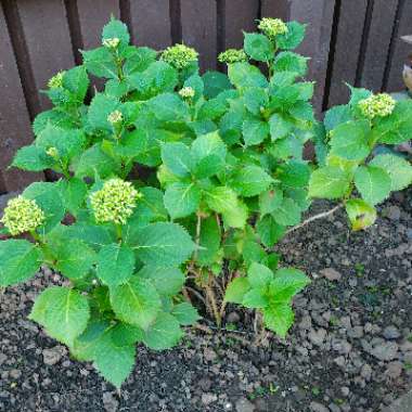 Hydrangea 'Ayesha'