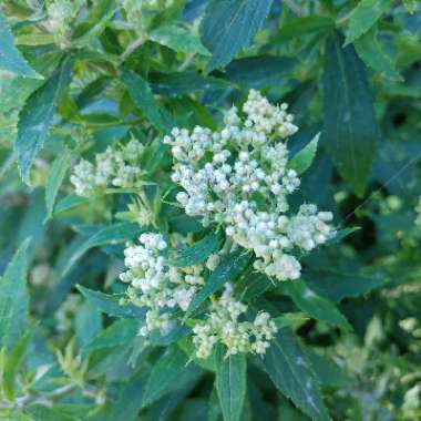 Birch Leaved Spiraea