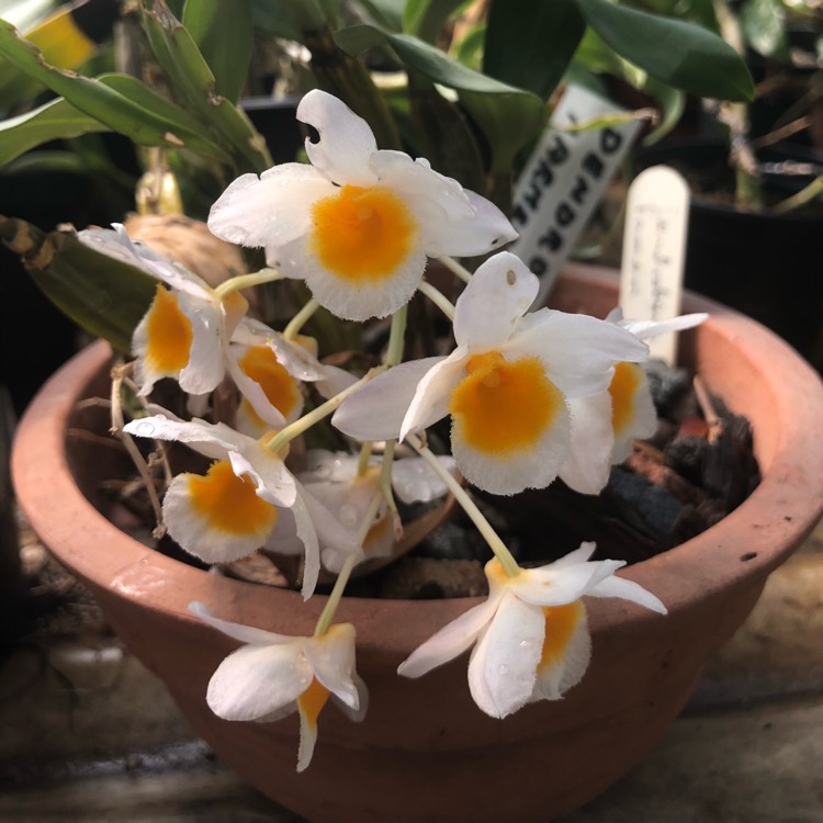 Plant image Dendrobium jenkinsii